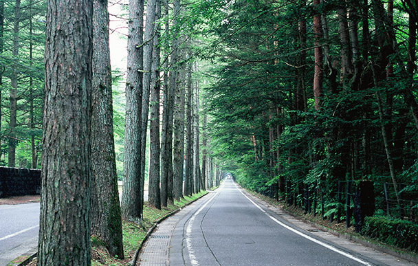 Japanese larch row of trees on Mikasa street
