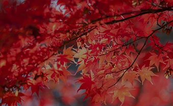 秋を感じる癒し旅 軽井沢周辺の紅葉スポット