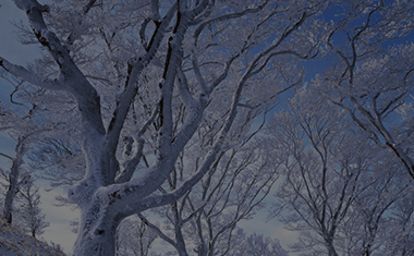 雪景色を楽しむ 冬のおすすめの過ごし方