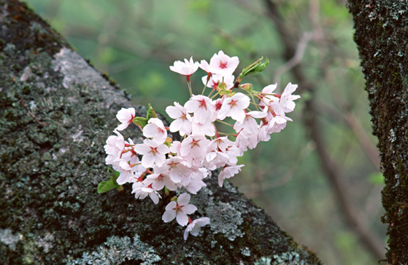桜